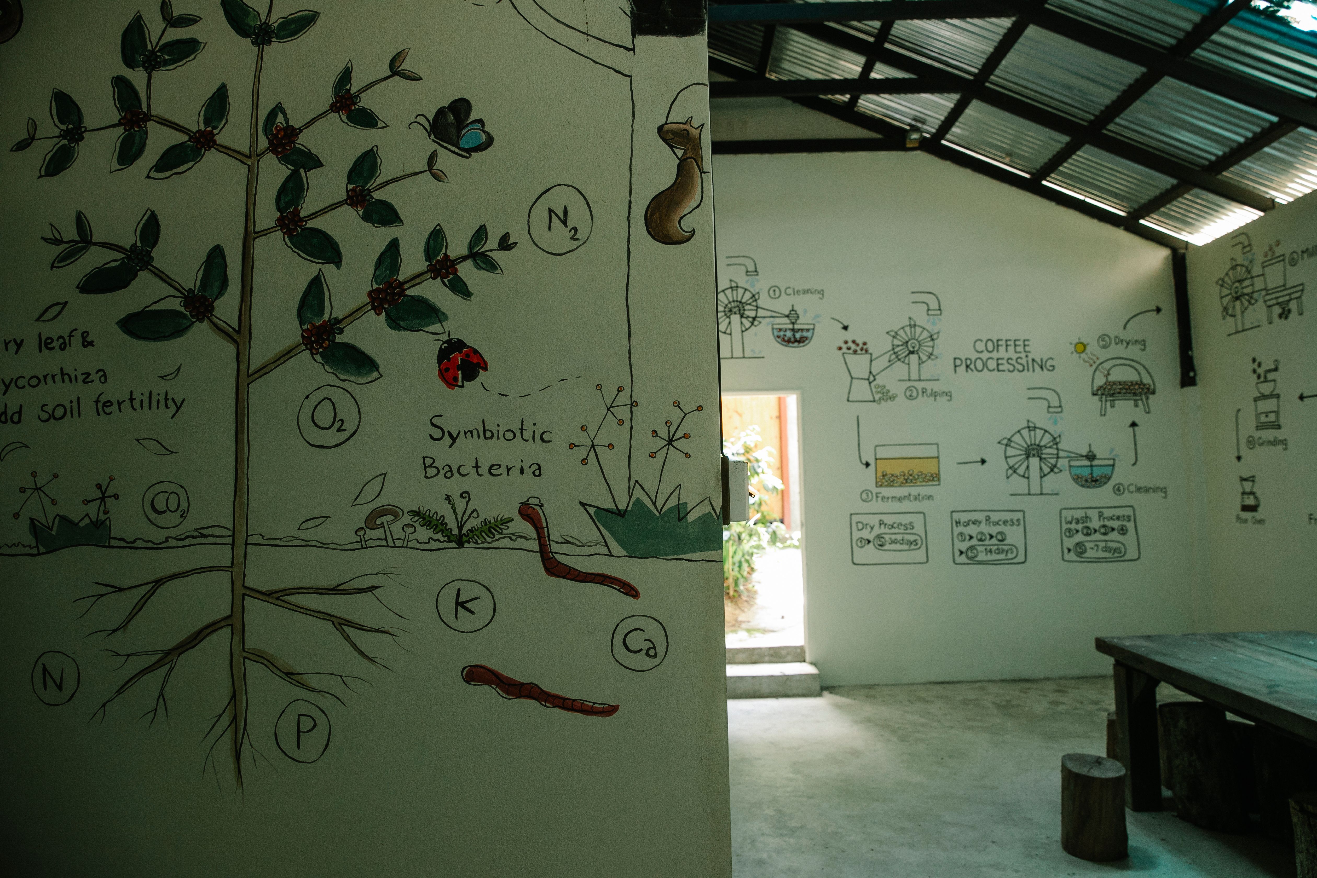 An early sketch on a wall of a coffee processing and drying process